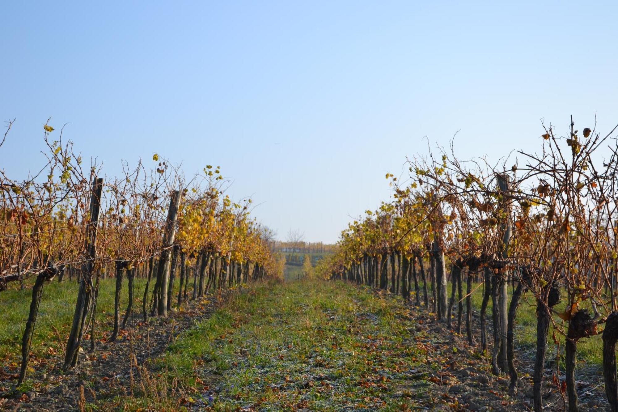 Wein + Bett Wiedeck Stetten Exteriör bild