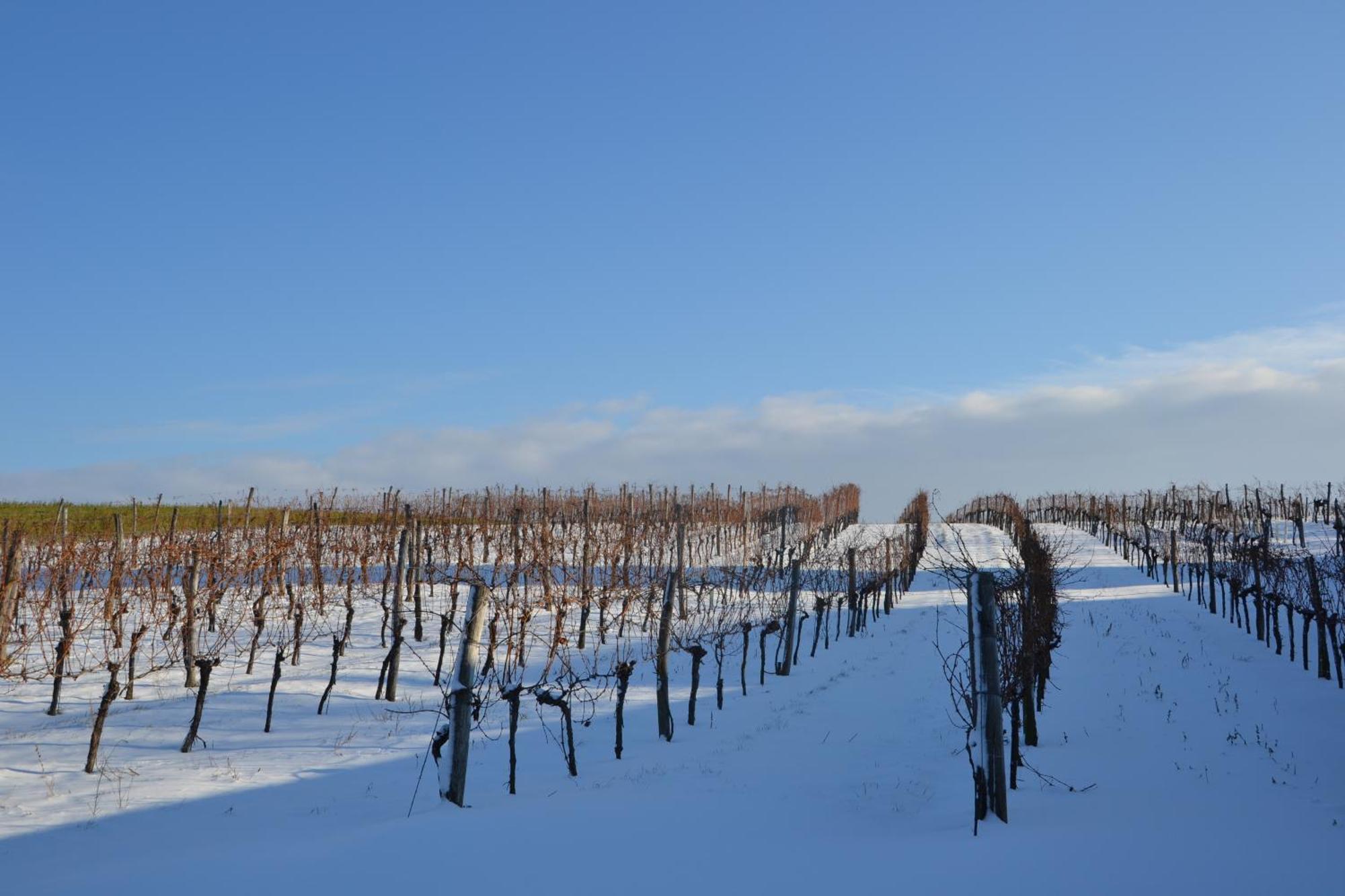 Wein + Bett Wiedeck Stetten Exteriör bild